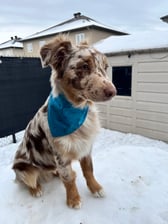 Franklin_on_adventures