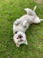 bruno_de_husky