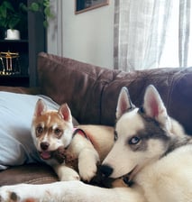 niko.mila.husky