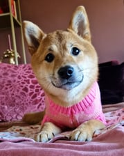 shiba.inu.nayla