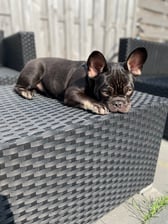 frenciee_mylo