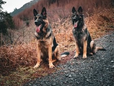 Roloandfreyasadventures