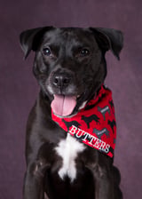 buttersthebullypup