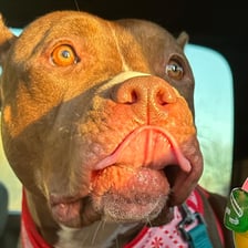 chocolate_diamond_thexlbully