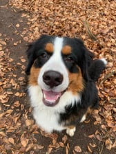Bjorn_the_bernese