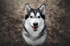 pomsky_guus