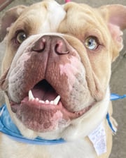 arlo_the_english_bull_dog