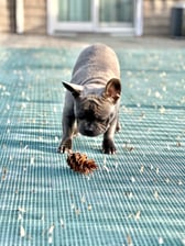 spyderthefrenchie0728