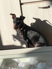 manchesterterrier_pongo