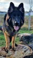 Kobehighlandgsd