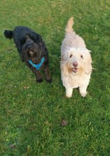 Juma.tommie.the.labradoodle