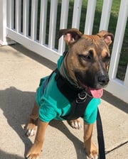 zeus__thegingerstaffy