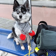 Zima.the.pomsky