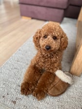 Life.of.poodle.Louie