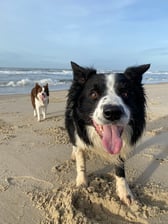 Laughing_bailey_happy_rosa