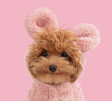 tinytoypoodle_crew