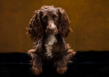 milothecockersspaniel