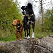 rescuedogs.mikaiandsterre