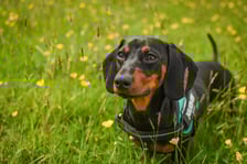 Milo.the.miniaturedachshund