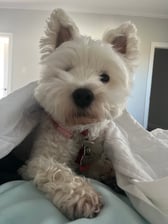 george.the.westie