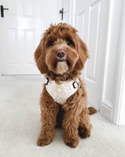 mabel.the.f2cockapoo