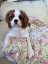 Cavalier_LadyRoseMacClare