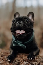 its_charlie_the_french_bully
