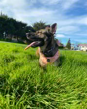 Amber.and.rocky.adventures