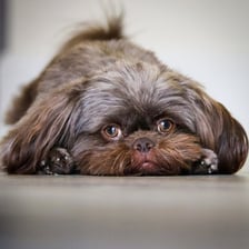 gizmo_the_pekachu