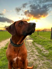 ridgeback.bo