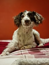 My_Name_Is_Harveypoo