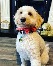 Clover_thecockapoo23