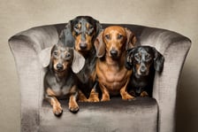 dachshunds.in.the.dales