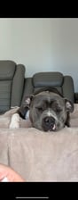 Hippo_american_bully