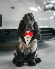 the_adventure_cocker