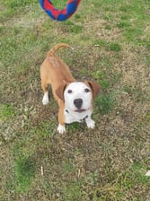 Billy.the_dog11