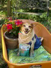 adventuresofsuziemae