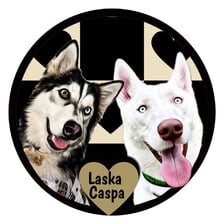 thehusky_laska