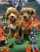 the_doodle_rescue_duo