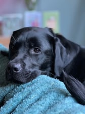 labradorretriever.indy