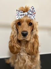 willow_thegoldenshowcocker