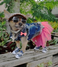 miley_jo_the_chorkie