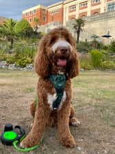 life.of.teddy.the.minicockapoo