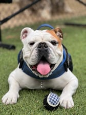 Jack_bauer_the_bulldog_