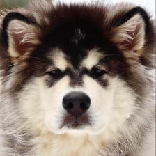 hopper_the_malamute