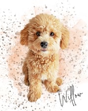 willowthepoochon_