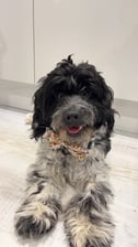 Buster_the_cockapoo_x