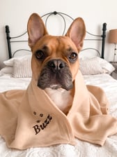 Buzz.thefrenchbulldog