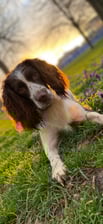 bella.the.springerspaniel