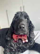 teddy_thecockerspaniel20